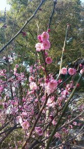 Plum Blossom