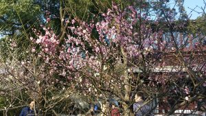 Plum Blossom